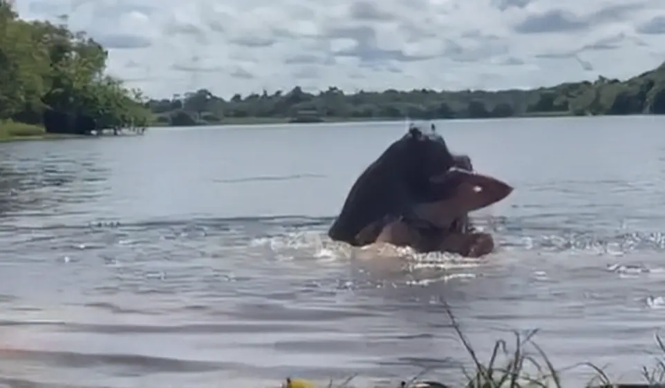 ▲近期在哥倫比亞有女子遭野生水豚攻擊。（圖／翻攝TikTok@franjul77_ ）