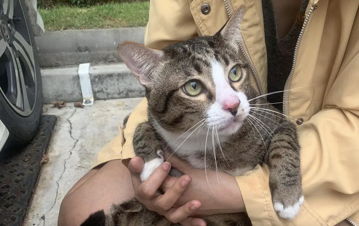 ▲泰國一名男子將愛車停在公寓樓下，沒想到竟被從6樓掉下來的貓咪砸毀，後擋風玻璃碎了滿地。（圖／取自臉書「Apiwat Toyothaka」）