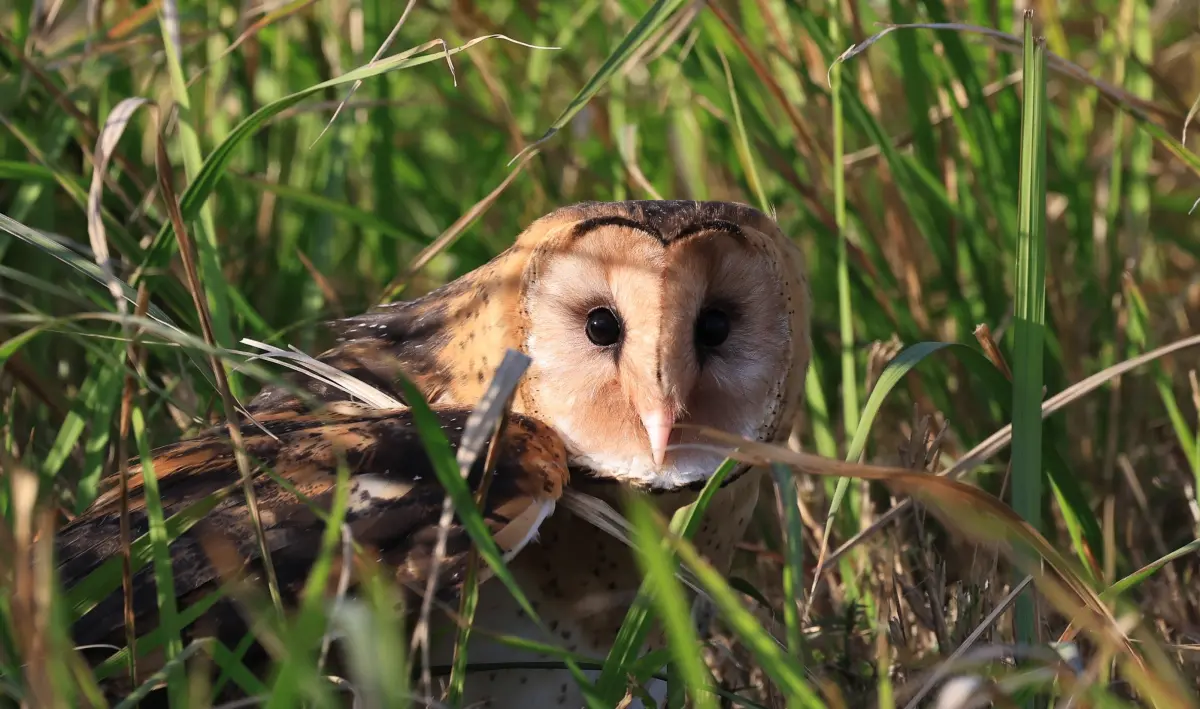 ▲草鴞的臉像剖開的蘋果，也像台灣欒樹的果瓣，一臉萌樣很難讓人跟猛禽聯想在一起。（圖／林業署南投分署提供，2025.01.16）