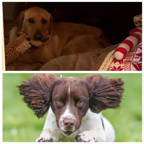 ▲Lissy(上)開始享受退休生活,而Oakley(下)未來將接手前者的工作。(圖/翻攝Lancashire Police Dog Unit) ▲Lissy(上)開始享受退休生活,而Oakley(下)未來將接手前者的工作。(圖/翻攝Lancashire Police Dog Unit)