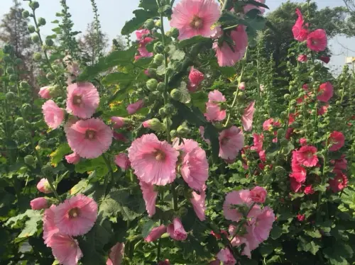 春節連假走春首選 田中窯蜀葵花海萬紫千紅喜迎客 ▲彰化田中窯蜀葵花海萬紫千紅喜迎客,(圖/業者提供)