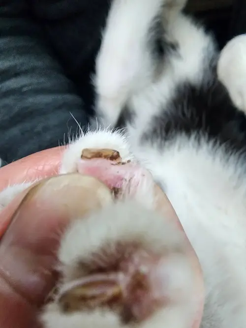 ▲走失的貓被找回來後，發現指甲都被剪得超短，有的還受傷發膿。（圖／動保團體提供，2025.01.17）