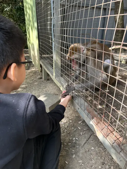 遊客可近距離與動物互動,但餵食獼猴時千萬別從下面撿拾食物,獼猴可能會誤認搶食而做出攻擊動作。 ▲遊客可近距離與動物互動,但餵食獼猴時千萬別從下面撿拾食物,獼猴可能會誤認搶食而做出攻擊動作。(圖/記者張鴻儀攝。)