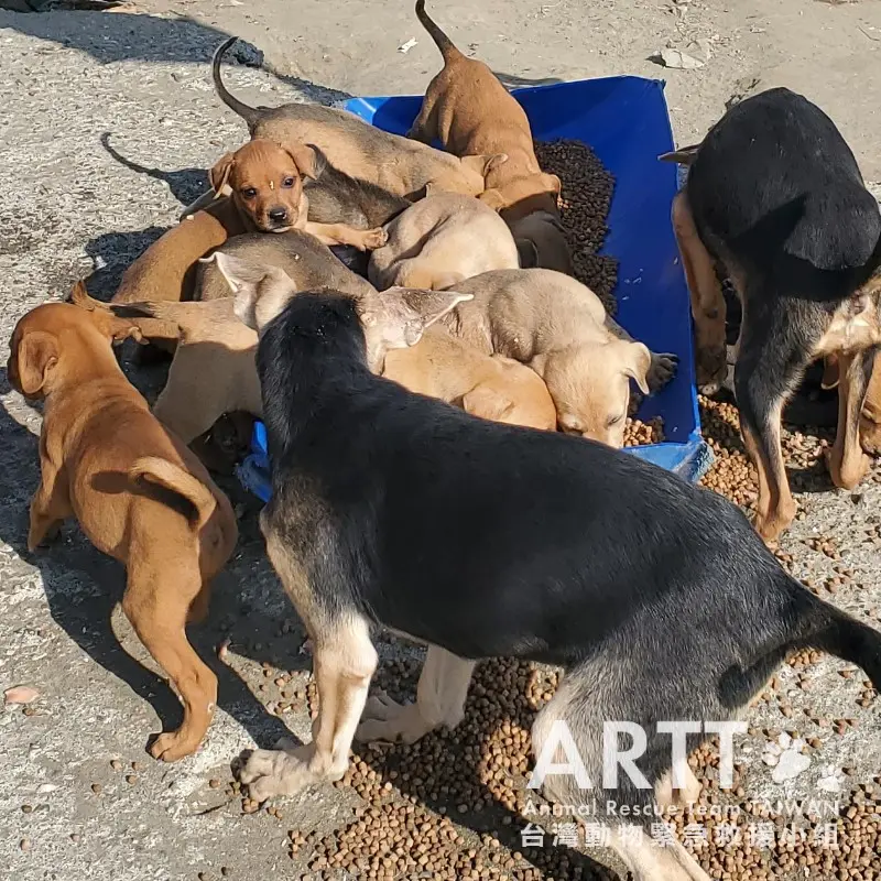▲台灣動物緊急救援小組表示，民眾捐款要認明是否為合法立案機關，以及有無募款核准字號。（圖／台灣動物緊急救援小組提供。）