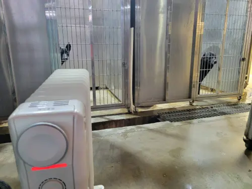 ▲北市動物保護處就提醒，別忘了提供寵物保暖措施，以免寵物生病受寒，若不慎導致寵物生病甚至凍死，「最高可處新臺幣7萬5千元罰鍰」。（圖／新北市動保處）