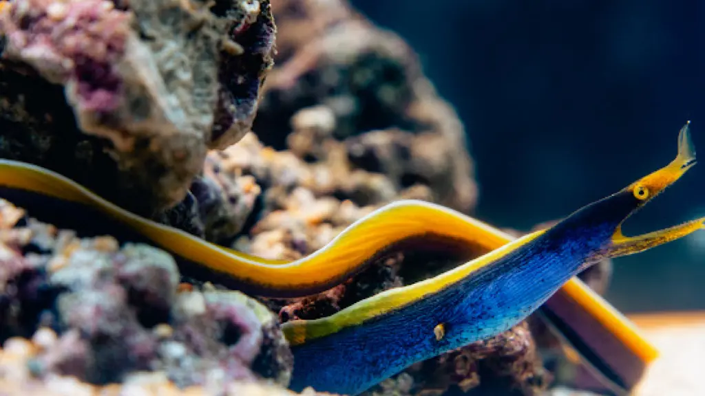 ▲「我的鰻朋友」六大鰻類展示，帶民眾近距離觀察鰻的奇妙生態世界。（圖／屏東海生館提供）