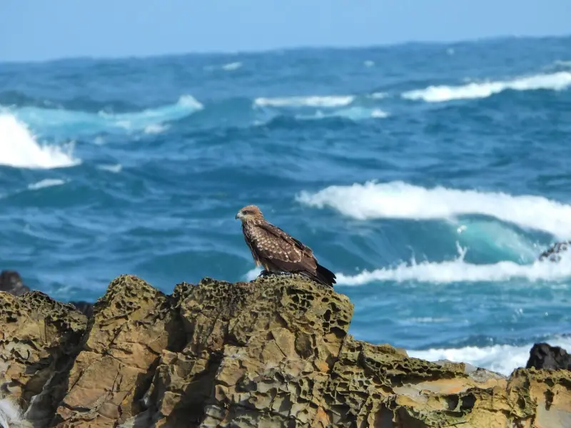 ▲漲潮時黑鳶會到海邊捕魚和停礁石。（圖／林業署）