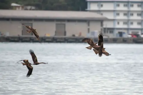 ▲基隆港易見成群的黑鳶飛翔。（圖／林業署）