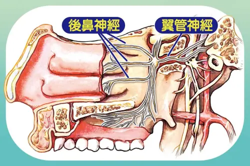 ▲後鼻神經位置示意。（圖／台中慈院提供）