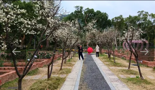 各有姿態！盤點台北市公園梅花景點　「訪梅之旅」一次看
