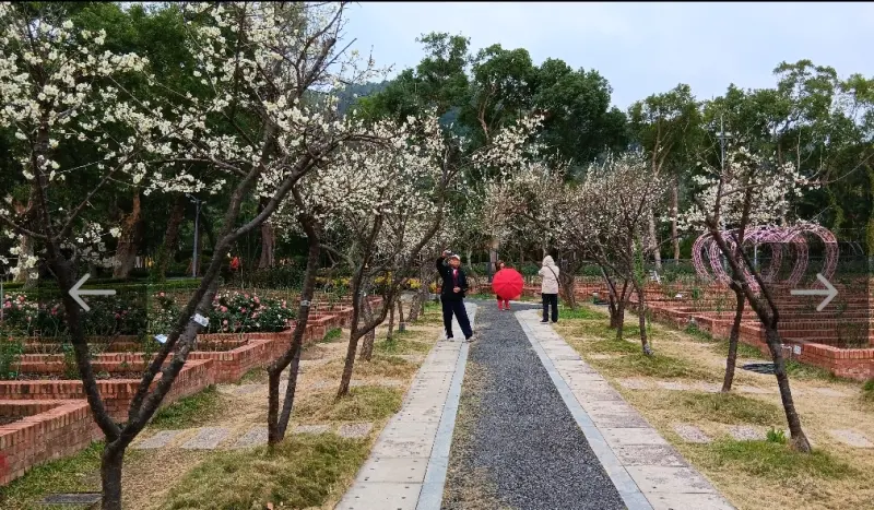 ▲士林官邸的梅花。（圖／台北市府提供）