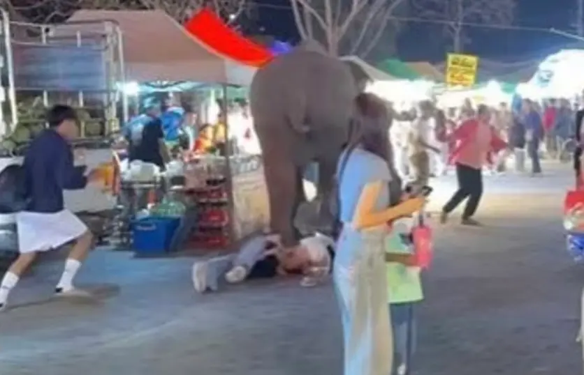 ▲一隻大象衝入夜市造成5人受傷。（圖／翻攝自Thaiger）
