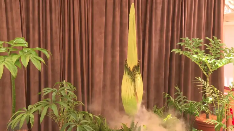 ▲澳洲東南部雪梨皇家植物園種植的「屍花」睽違15年即將盛開，園方特別將園區營業時間開放至午夜，並開啟全天24小時直播，讓民眾都能共同欣賞開花的瞬間。（圖／取自「Botanic Gardens of Sydney」YT）