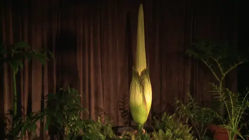 ▲屍花（圖／取自「Botanic Gardens of Sydney」YT）