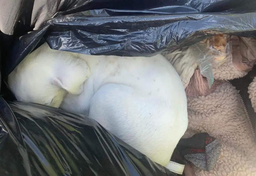 ▲一個堆滿廢棄物的區域，竟有隻純白色的小狗狗窩在裡面，而且還不斷發抖、營養不良。（圖／翻攝fb@Missouri Stream Teams）