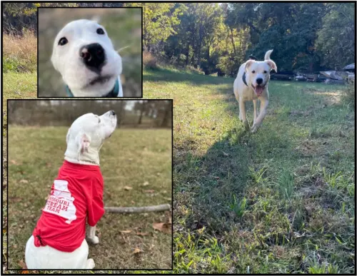 ▲杜擁有7個品種犬隻的血統,經過一年時間已經長大茁壯。(圖/翻攝fb@Missouri Stream Teams) ▲杜擁有7個品種犬隻的血統,經過一年時間已經長大茁壯。(圖/翻攝fb@Missouri Stream Teams)