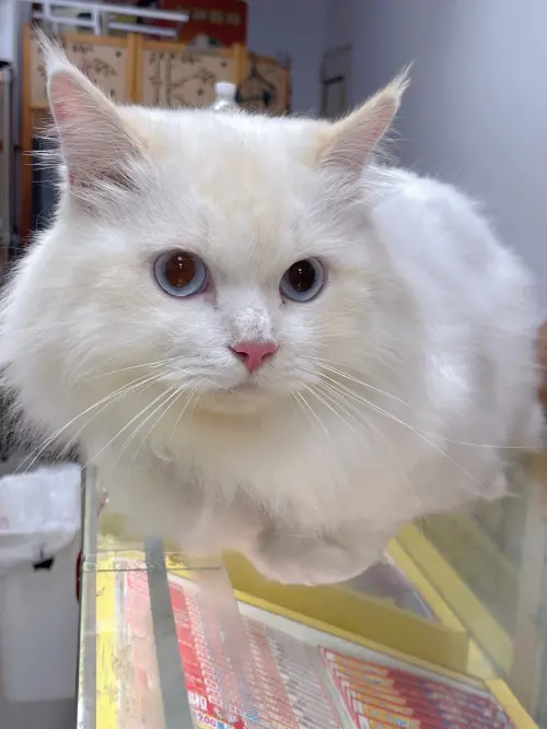 台中財鴻彩券行有一隻店貓虎弟,因一直磨蹭客人的手,客人決定用刮中的獎金2000元再挑1張「2000萬超級紅包」,沒想到就刮中百萬元大獎。(圖/台灣彩券提供) ▲台中財鴻彩券行有一隻店貓虎弟,因一直磨蹭客人的手,客人決定用刮中的獎金2000元再挑1張「2000萬超級紅包」,沒想到就刮中百萬元大獎。(圖/台灣彩券提供)