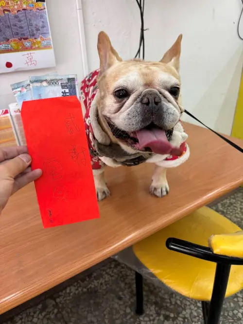 南投名間鄉「錢福袋樂透站」彩券行,一名熟女常客,因店狗阿弟一直找她玩,心想「狗來旺」也許是個好兆頭,結果就刮中百萬元。(圖/台灣彩券提供) ▲南投名間鄉「錢福袋樂透站」彩券行,一名熟女常客,因店狗阿弟一直找她玩,心想「狗來旺」也許是個好兆頭,結果就刮中百萬元。(圖/台灣彩券提供)