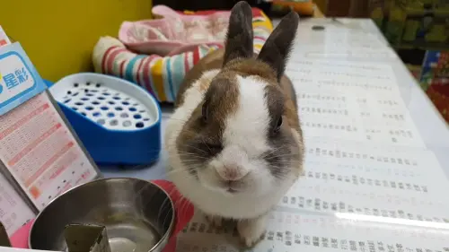 新北市板橋「伍拾億彩券行」,養了可愛兔子叫「李進寶」,一位爺爺帶著孫女來店裡,孫女忍不住向前去摸了摸兔子,後來挑選幾張刮刮樂,其中一張由孫女挑選的中了100萬元。(圖/台灣彩券提供) ▲新北市板橋「伍拾億彩券行」,養了可愛兔子叫「李進寶」,一位爺爺帶著孫女來店裡,孫女忍不住向前去摸了摸兔子,後來挑選幾張刮刮樂,其中一張由孫女挑選的中了100萬元。(圖/台灣彩券提供)