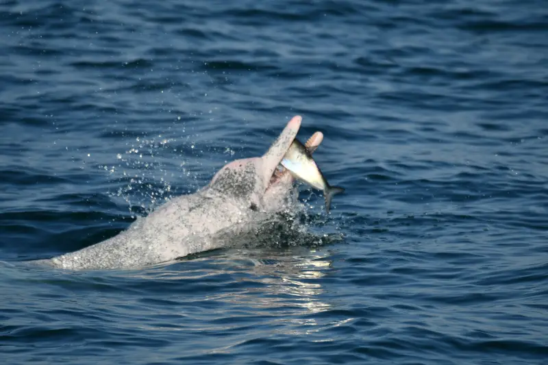 ▲海上調查目擊捕捉到長鰳的白海豚。（圖／海保署）