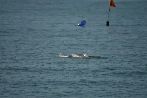 ▲海保署於海上調查於箔子寮漁港目擊的白海豚母子對。（圖／海保署）