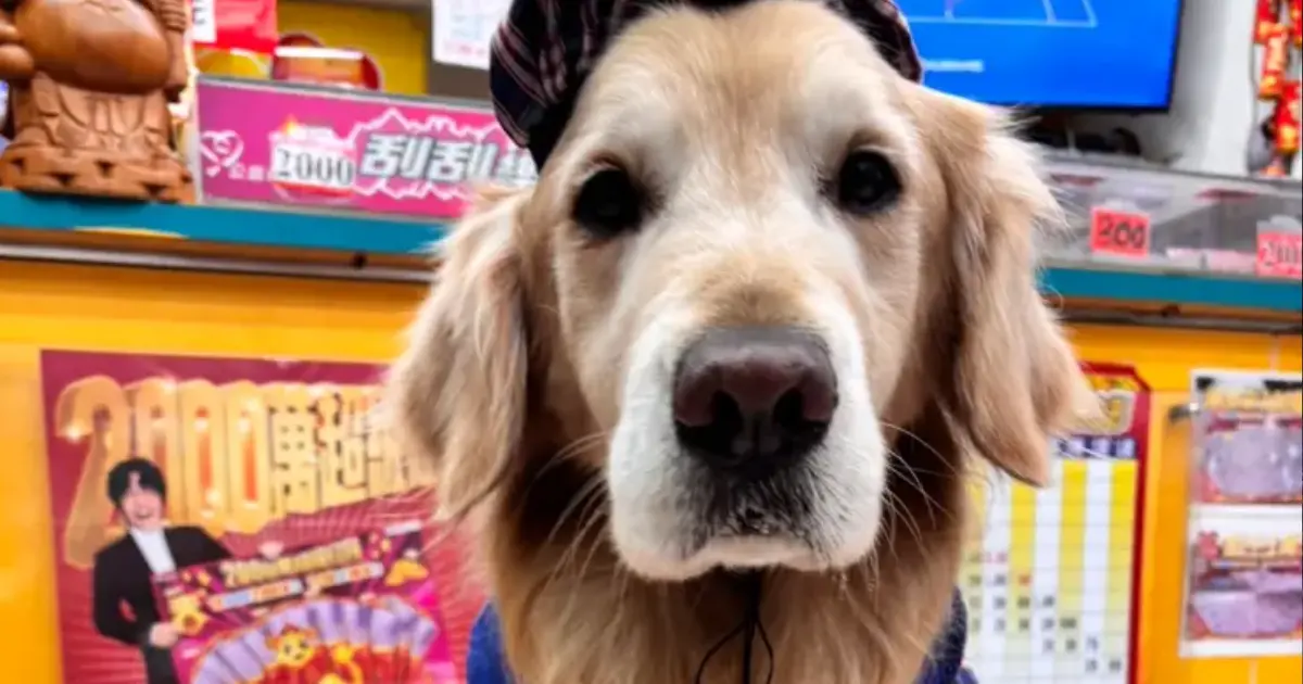 ▲一旁的嘟嘟也又蹦又跳又搖尾巴，熟男常客摸摸嘟嘟的頭：「看來是你這個黃金小福星帶來的好運氣，讓我年終獎金加碼了！」（圖／邱小姐提供）