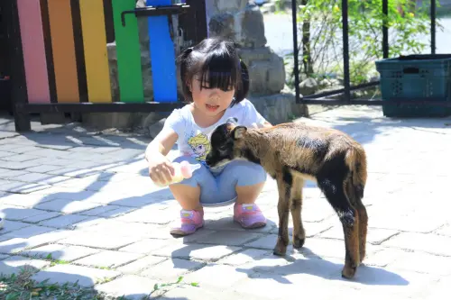 ▲樹谷農場「可愛動物互動區」,近距離與超萌動物互動。(圖/南市府提供) ▲樹谷農場「可愛動物互動區」,近距離與超萌動物互動。(圖/南市府提供)