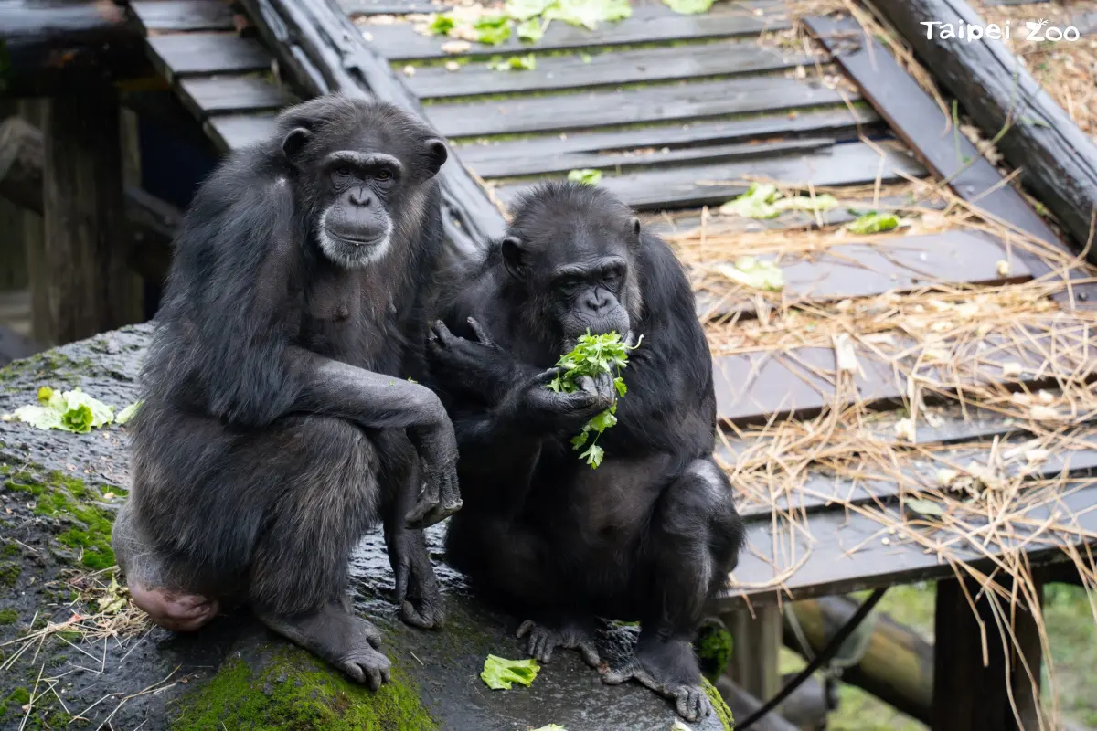 ▲台北市立動物園給動物們嘗試食用香菜，黑猩猩吃到香菜的傻眼表情，瞬間登上熱搜。（圖／取自台北市立動物園臉書粉專）