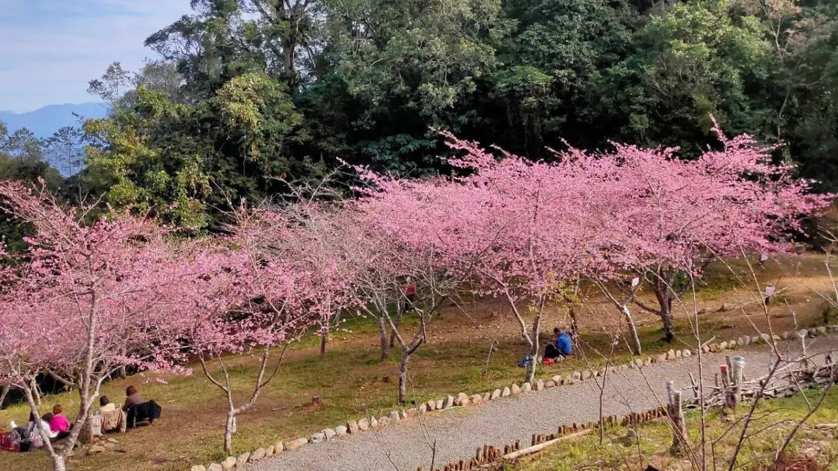 ▲桃源區櫻花季櫻花盛開約9成，許多遊客上山攤開野餐墊，享受在粉色花海下的野餐時光。（圖／高市府原民會）