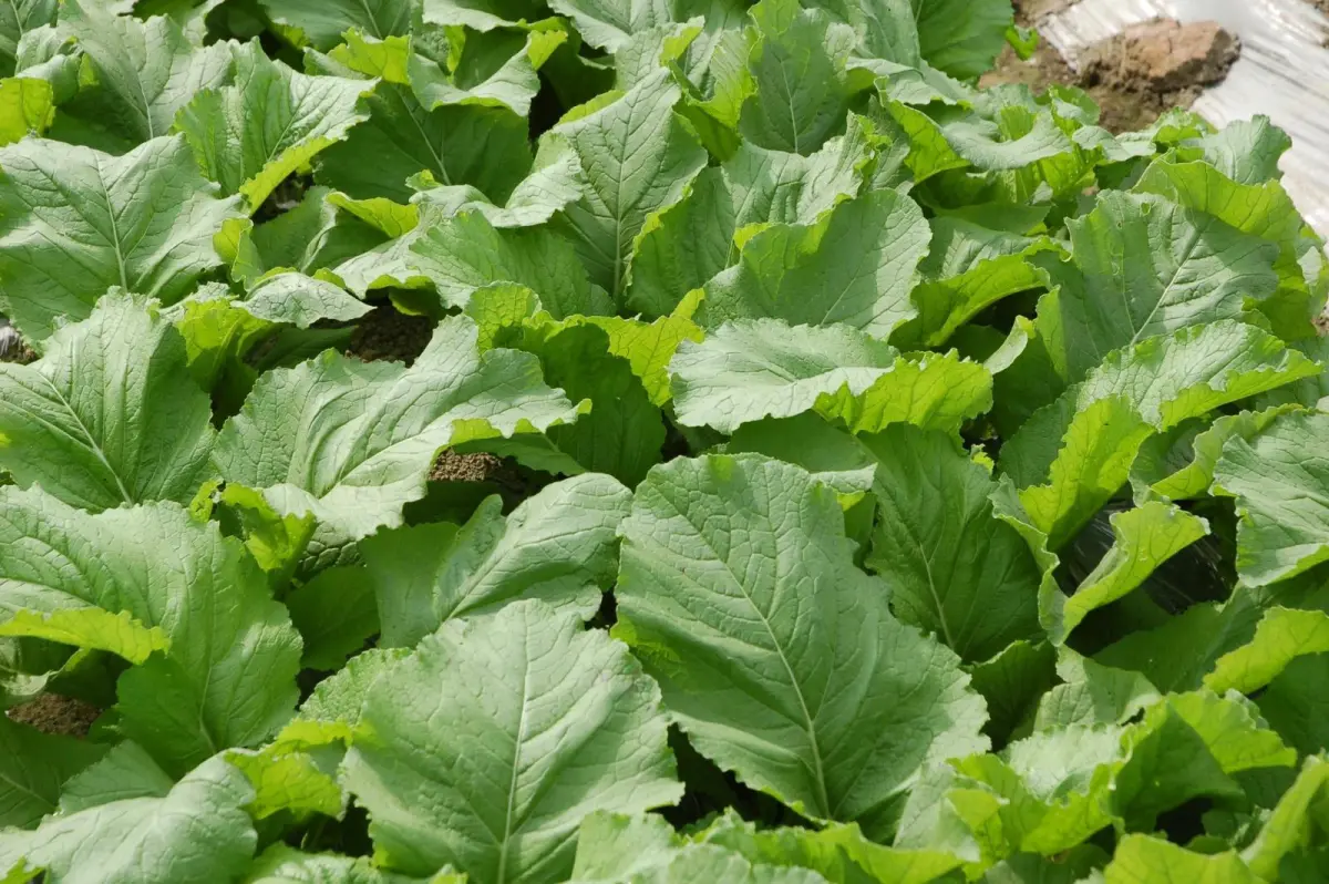 ▲長年菜（芥菜）是農曆新年時常見的傳統年菜之一，象徵健康長壽。（圖／翻攝食農教育資訊整合平臺）