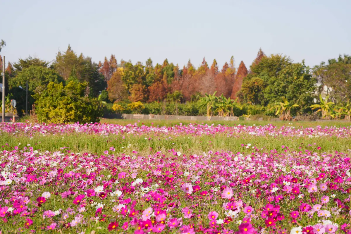▲中市西屯區「廣納幸福花海季」，6公頃的金黃油菜花搭配粉色繽紛的波斯菊隨風搖曳(圖／民政局提供2025.1.30)