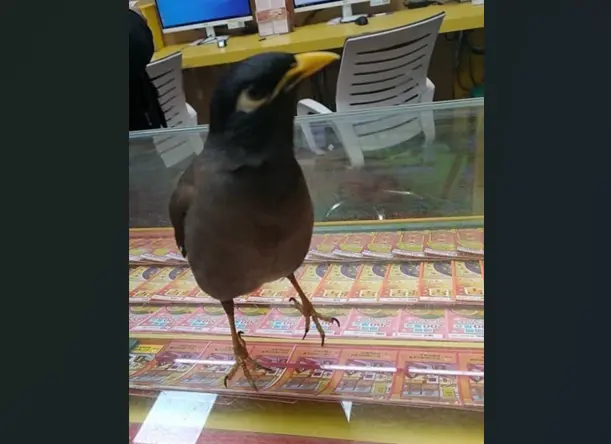 ▲新北市一名中年廚師從沒買過大面額刮刮樂，因看到野生八哥鳥突飛進彩券行，停在刮刮樂櫃檯上，決定改刮大面額竟中100萬元。（圖／台灣彩券公司提供）