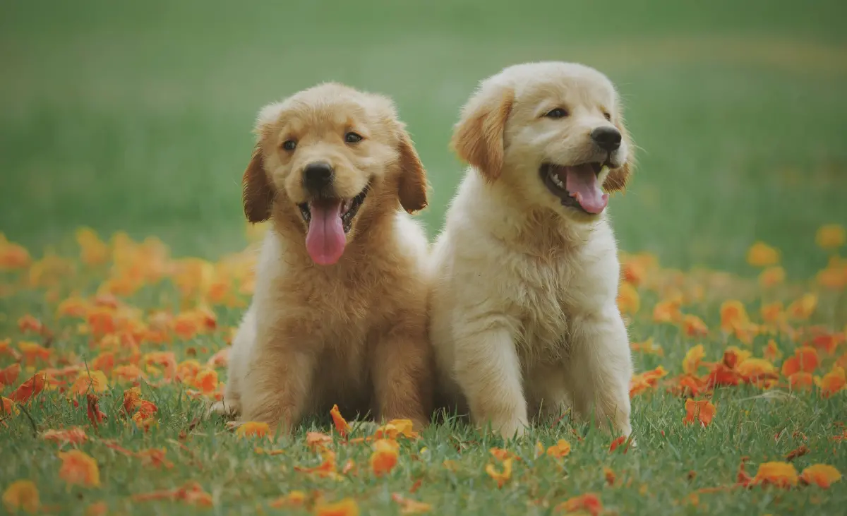 ▲其實狗狗剛滿1歲「已經等同人類16歲」，後續的成長曲線也會因為體型、品種而有所不同！（圖／翻攝Pexels）