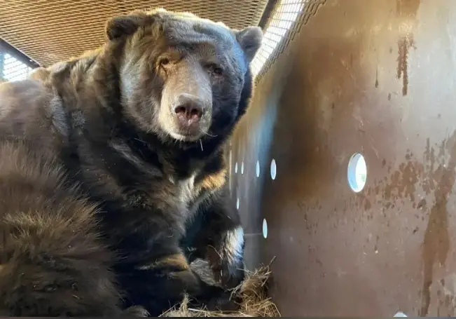 ▲洛杉磯野火受災戶回家後發現一隻大熊躲在地下室。（圖／取自加州漁獵局臉書）