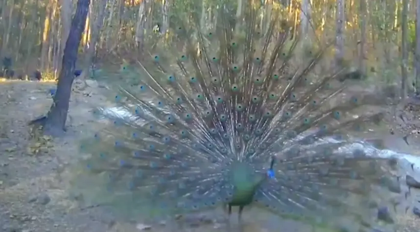 ▲公孔雀四處張望後開屏，引起其他同伴的大聲尖叫。（圖／翻攝自影片）