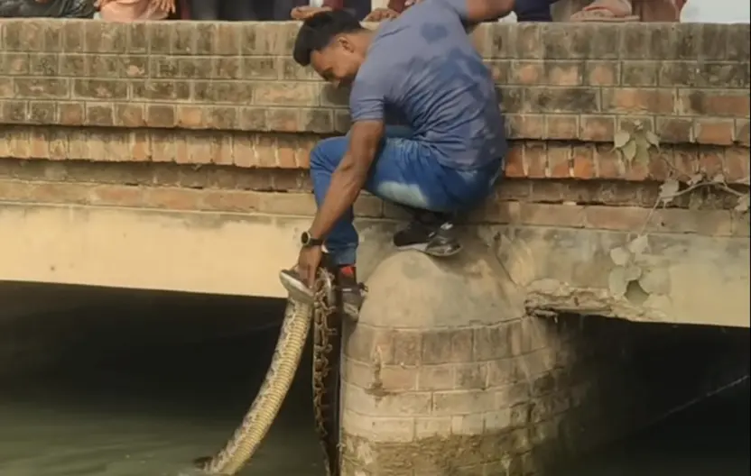 ▲一名男子徒手抓住巨蟒，將蛇拉上岸。（圖／翻攝自影片）