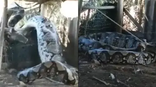 ▲印度村莊出現的超大巨蟒嚇壞民眾。（圖／翻攝自影片）