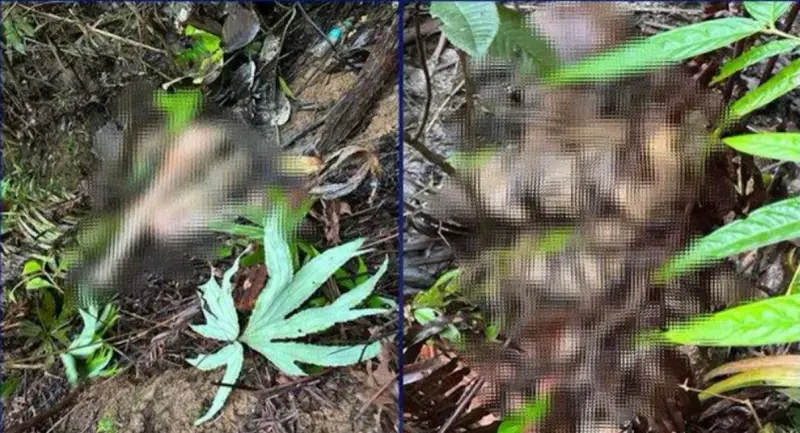 ▲在菲律賓工作的中國商人全家6人被綁架，有4人屍體已尋獲，剩下2人仍失蹤。（圖／翻攝自X）