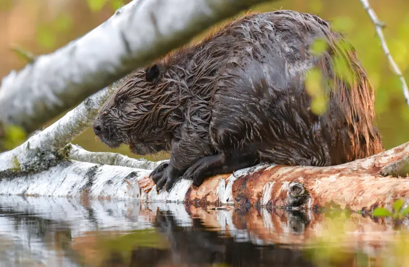 ▲捷克布里迪（Brdy）區內的一處自然保育地，當局從2018年就打算興建水壩但至今仍未動工，結果一群河狸只花了兩晚就築好小水壩，替捷克省下3000萬克朗預算。（圖／美聯社／達志影像）