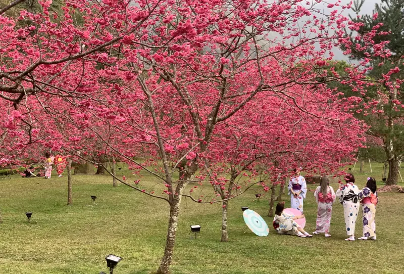 ▲日月潭的櫻花季已經展開。（圖／日月潭國家風管處提供，2025.02.07）