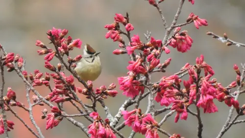 ▲海拔較低的台中市八仙山國家森林遊樂區，小櫻花林裡可以賞花兼賞鳥，圖為冠羽畫眉。（圖／林業署台中分署提供，2025.02.07）