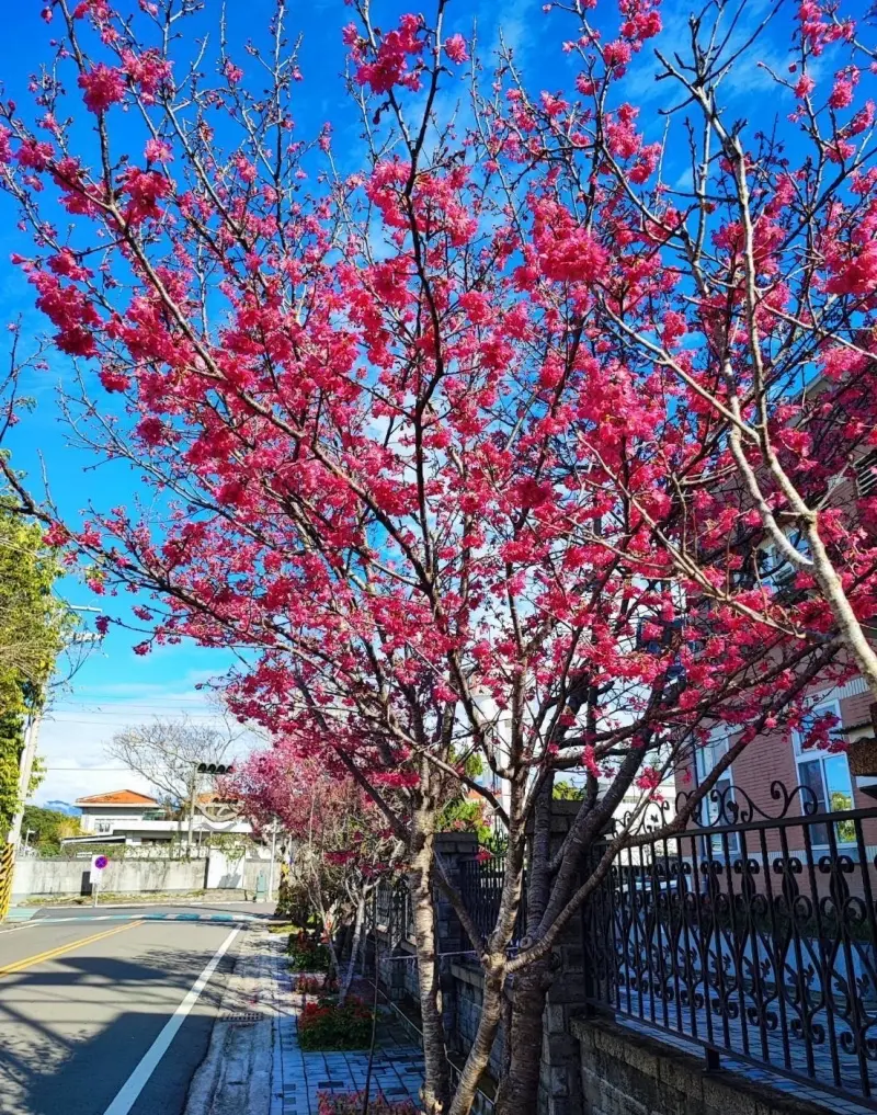 ▲春天來了，台中新社區櫻花繽紛綻放，新社區公所邀民眾9日來賞櫻健行聽音樂。（圖／新社區公所提供）