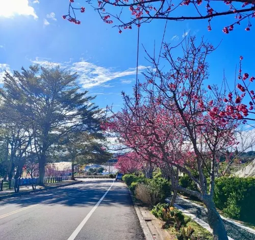 ▲春天來了，新社櫻花怒放，艷麗滿山城，沿路處處可見櫻花綻放美景。（圖／新社區公所提供）