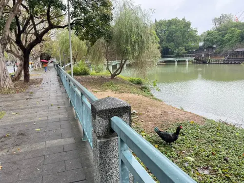 ▲鵝寶（圖／取自臉書社團「新竹人新竹事」）