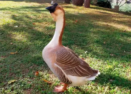 新竹公園「鵝寶」年後失蹤!在地人PO照憂心急尋:怕被抓去進補