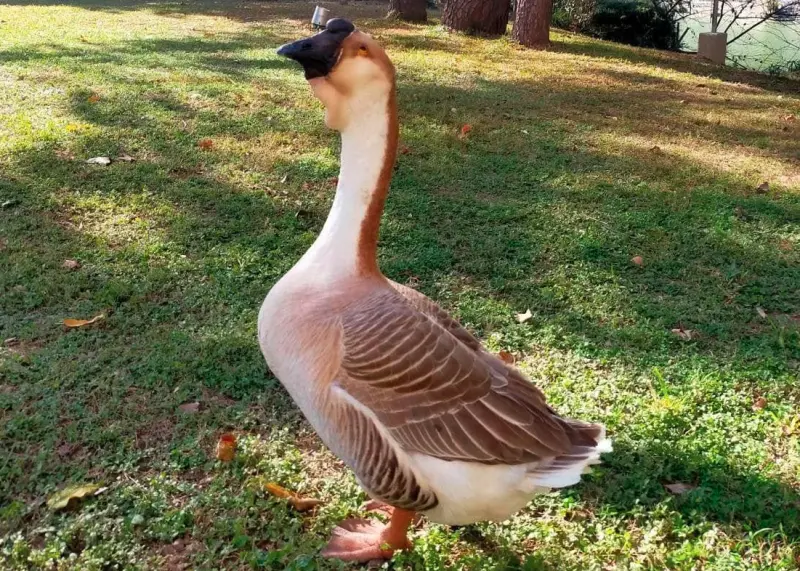 ▲新竹市麗池公園的明星灰鵝「鵝寶」近日無預警失蹤，引發當地居民與動保人士的廣泛關注。（圖／取自臉書社團「新竹人新竹事」）