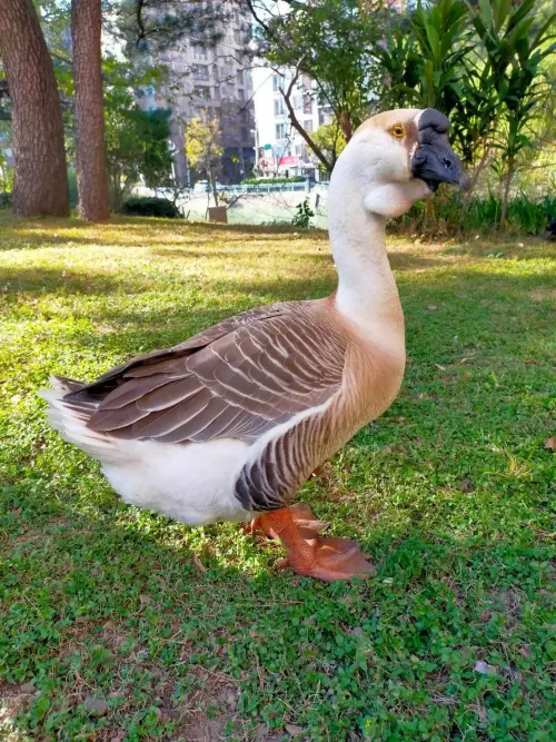 ▲鵝寶（圖／取自臉書社團「新竹人新竹事」）
