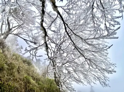 ▲宜蘭太平山森林遊樂區樹枝結冰霜，上午8時起開始降下冰霰。（圖／太平山遊樂區提供）