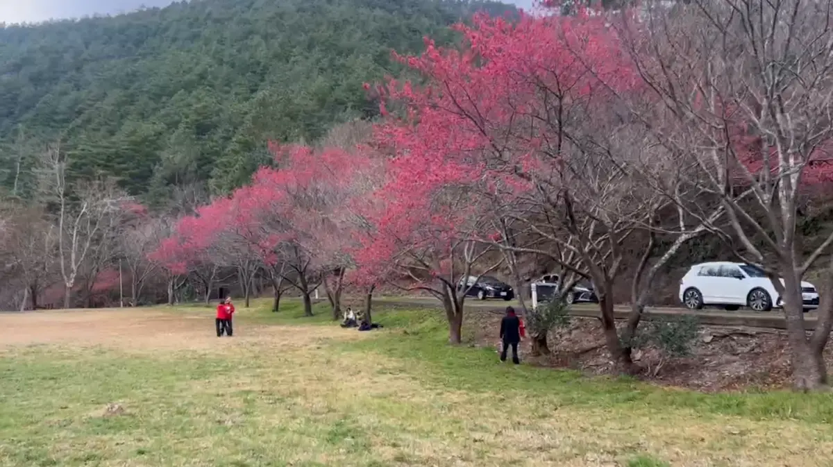 ▲武陵農場今日未下雪，吸引不少民眾入園賞櫻花，因為未達管制人數，業者表示今天將可機動開放民眾入園。（圖／武陵農場提供）