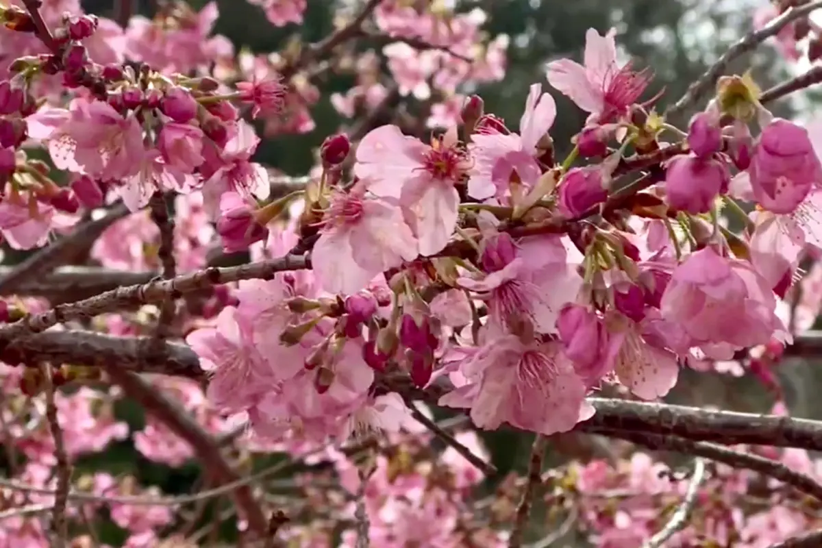 ▲台灣從2月開始至3月中旬各地賞櫻秘境陸續櫻花綻放，綜合兩大網路熱點追蹤平台所列出之全台10大賞櫻景點，排行前三名為武陵農場、陽明山、阿里山。（圖／武陵農場提供）